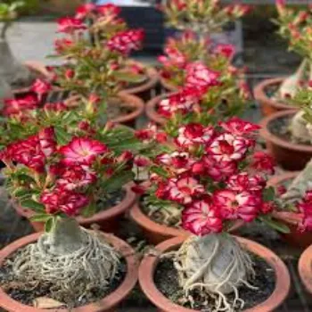 Modern Adenium Plant 1a-adenium plant-6405618-21978.webp